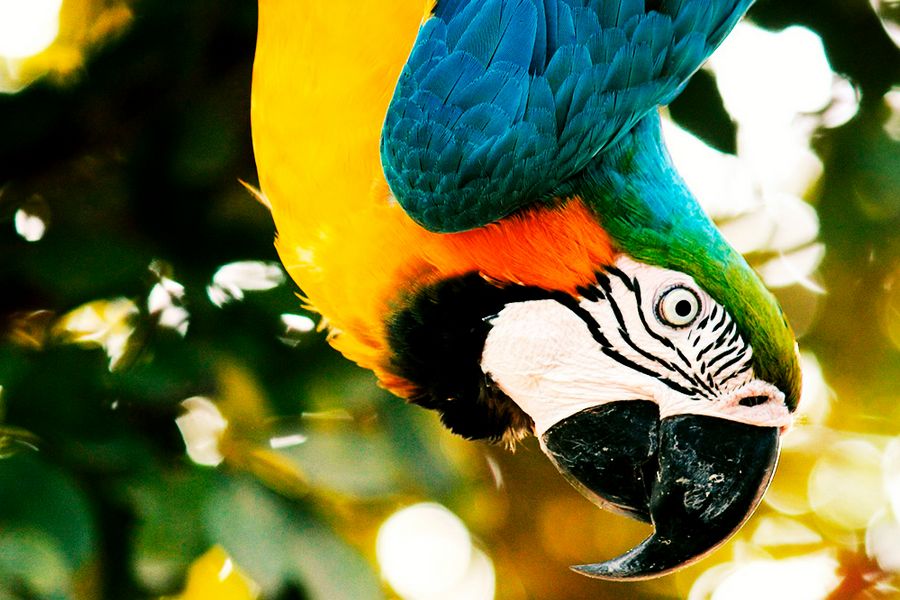 7 razões para incluir o Amazonas em sua lista de viagens