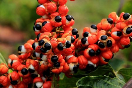 A Lenda do Guaraná - Visite o Amazonas