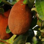 Conheça o sabor inesquecível do cupuaçu