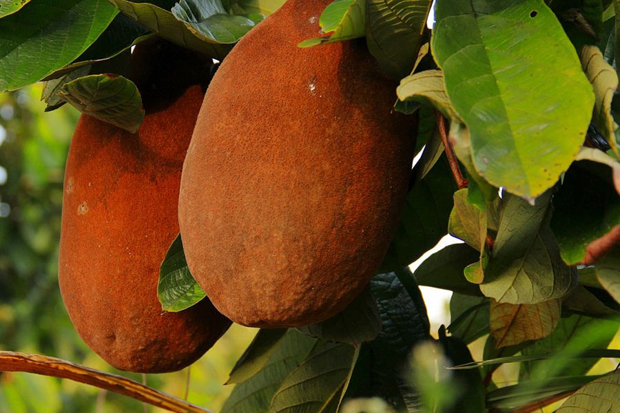Conheça o sabor inesquecível do cupuaçu